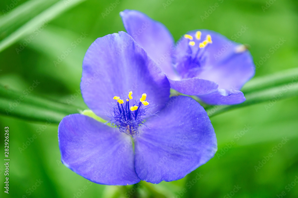 Bright blue flower tradescantia in the garden. Bright blue flower tradescantia in the garden.