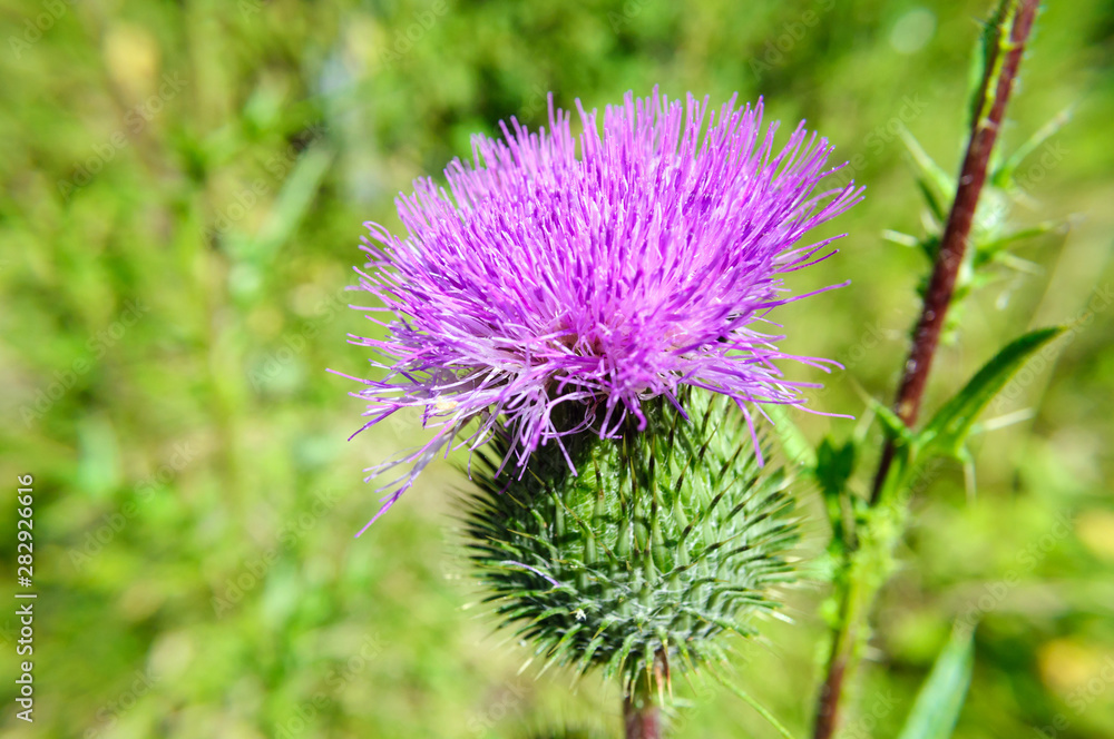 Purple burdock flower in summer garden, close up. Purple burdock flower in summer garden, close up.