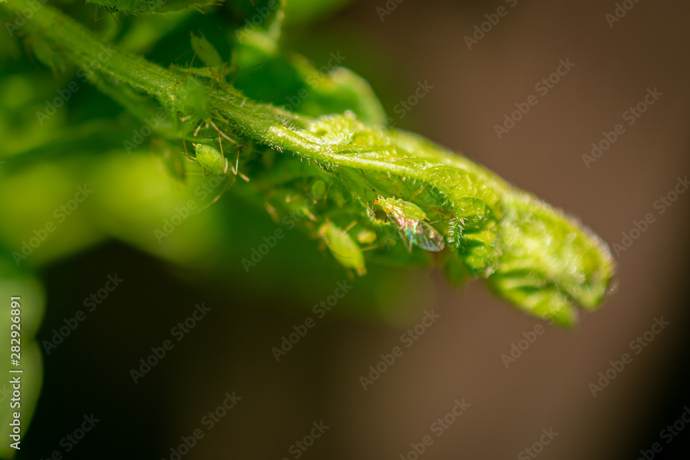 Tiny Green Insects on Plants Tiny Green Insects on Plants