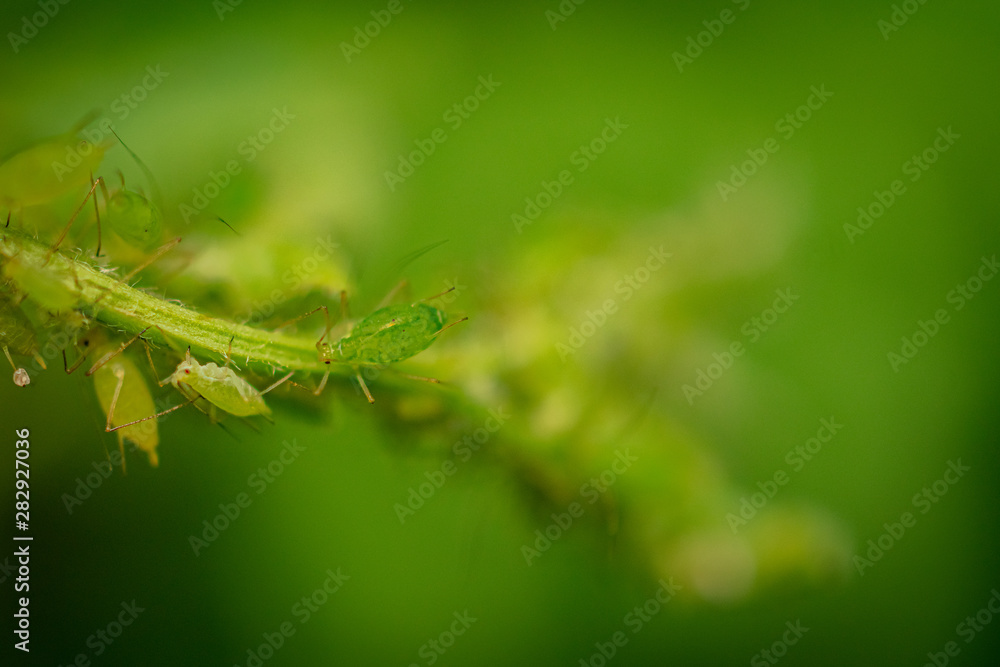 Tiny Green Insects on Plants