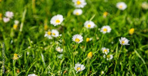 Closeup view of a daisy blossom, green spring field background
