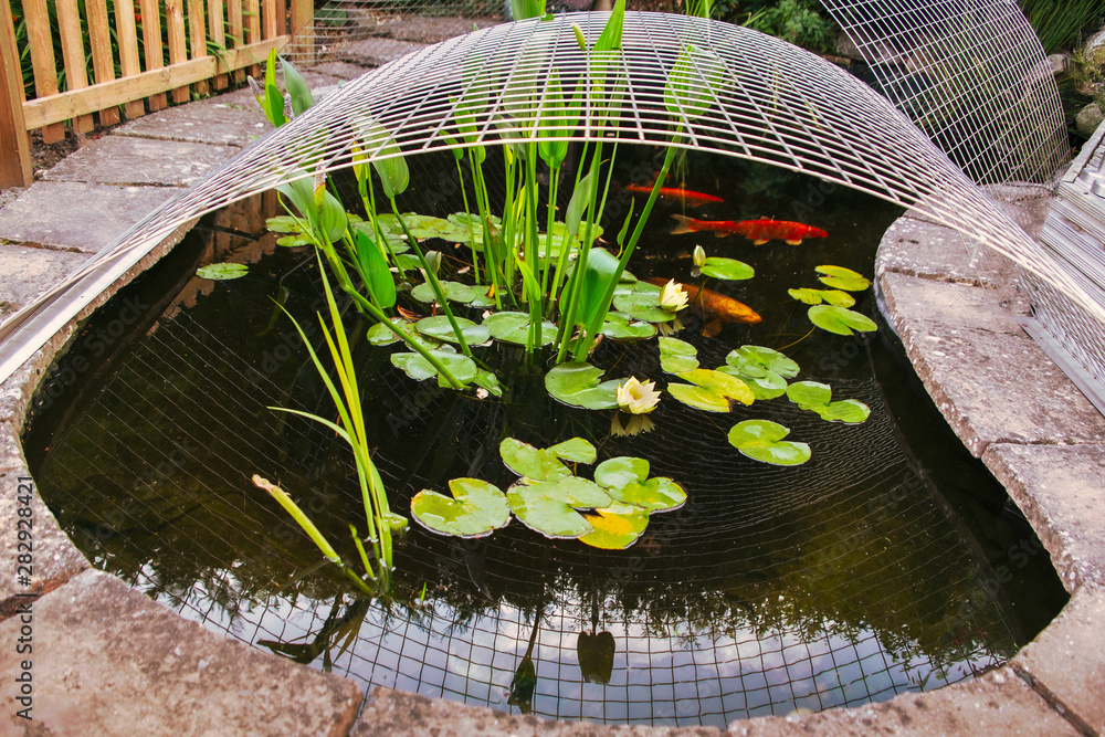 Koi carp fish pond in a garden or yard with a metal framework cover as  protection against herons. There are lilies and water plants and koi carp  in the pond. Stock Photo