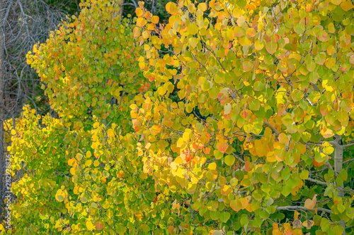 Fototapeta Naklejka Na Ścianę i Meble -  Early Autumn Leaves in Lee Vining