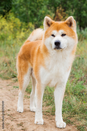 Beautiful male Japanese dog Akita inu