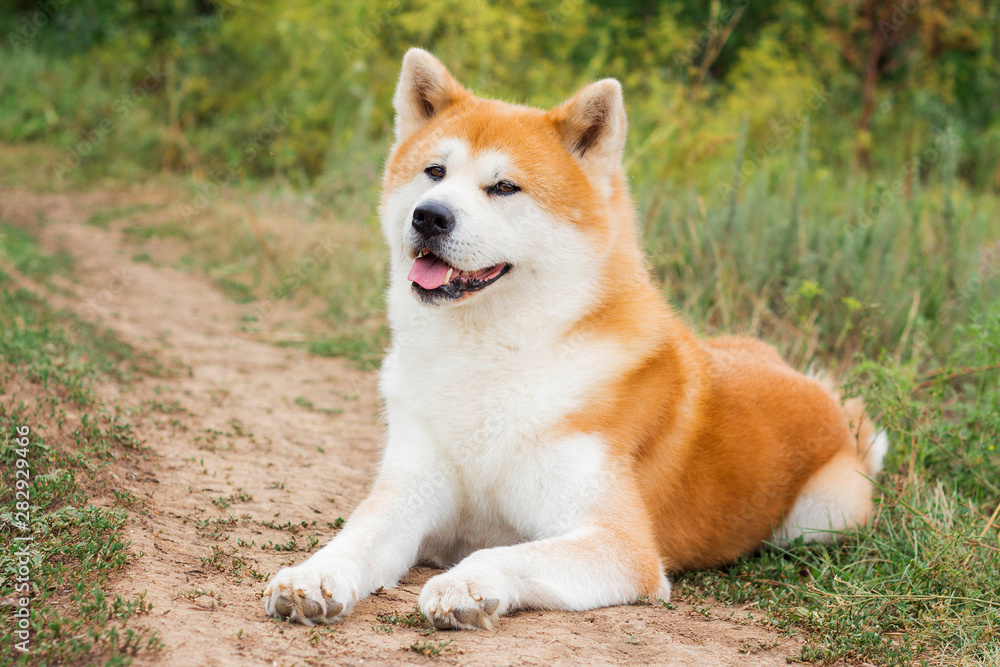 Beautiful male Japanese dog Akita inu Beautiful male Japanese dog Akita inu