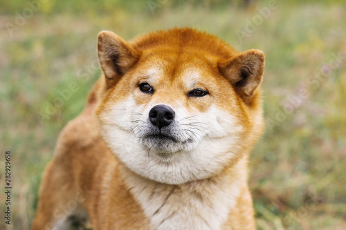 Portrait of a thoroughbred Japanese dog Shiba inu