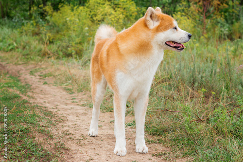 Beautiful male Japanese dog Akita inu © PAVEL GERASIMENKO