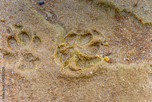 Paw print of a dog in the sand