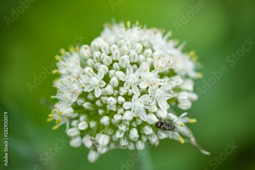 Fly on a onion flower