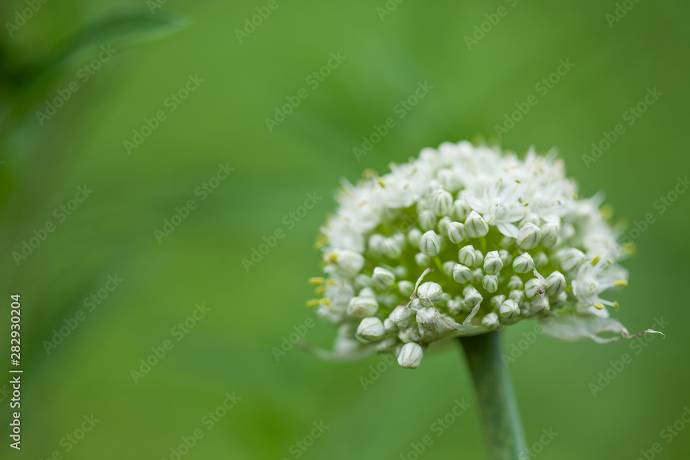 Onion White flower