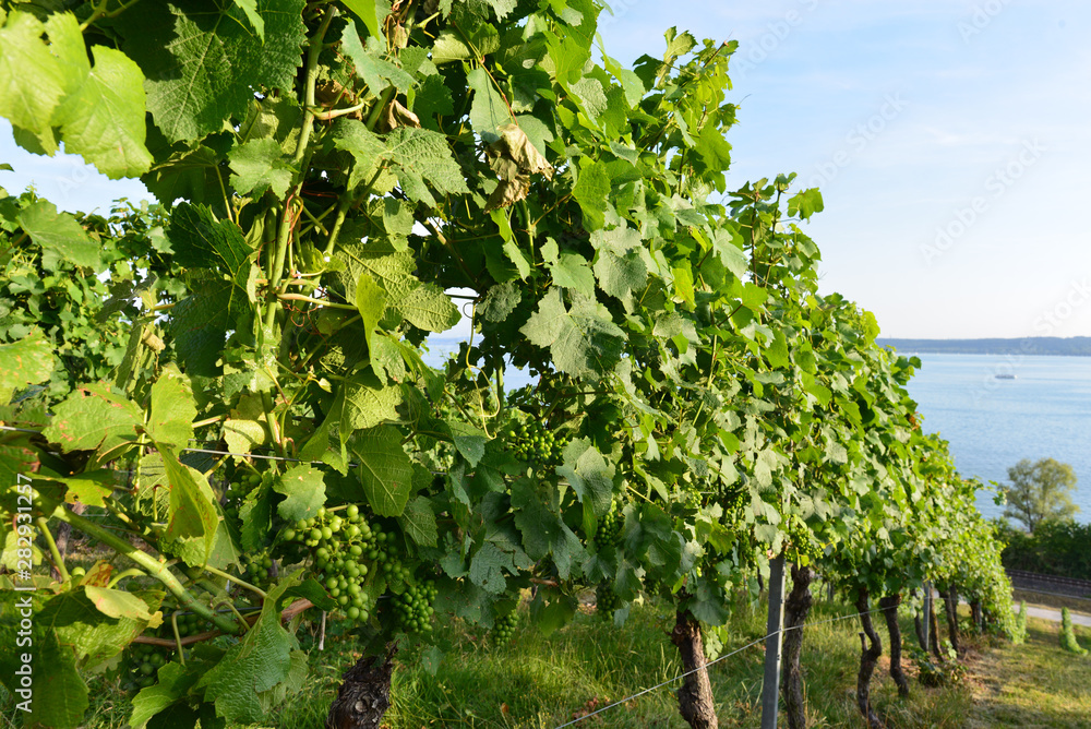Weinbaugebiet Württembergischer Bodensee