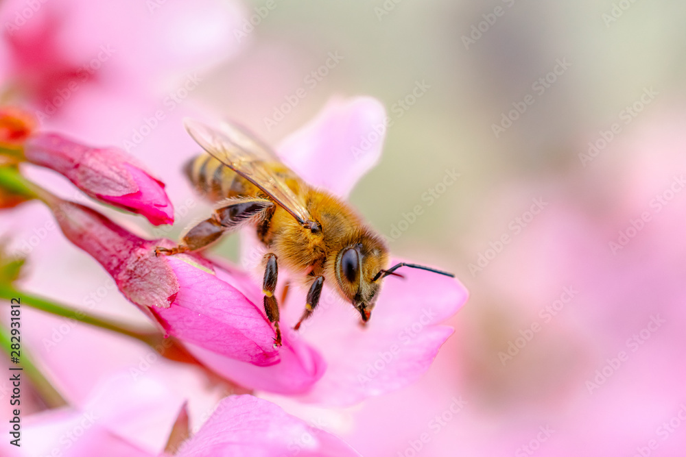 Busy Bee on Pink Orchards Busy Bee on Pink Orchards