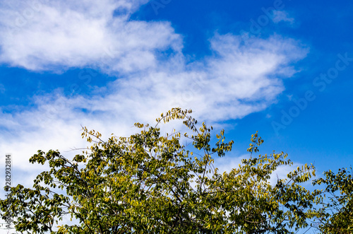 Tree on cloud background