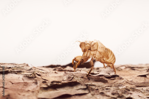 Moulting cicada on tree white background