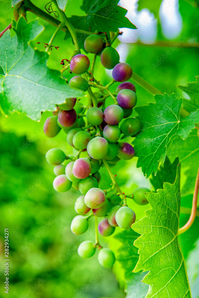 Grapes grow and ripen on the vine Grapes grow and ripen on the vine