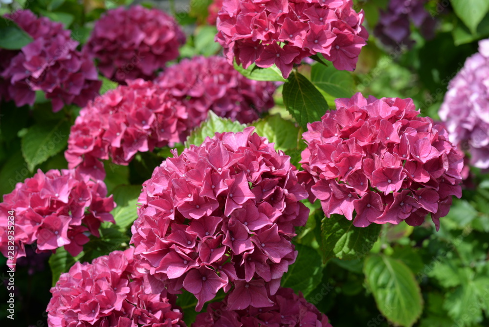 Gartenhortensie in Mainau Gartenhortensie in Mainau
