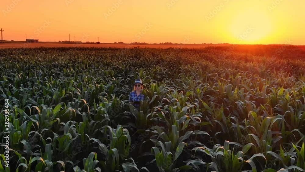 Agronomist farmer woman using tablet computer in corn field. Aerial view of female farm worker in maize plantation with modern technology controlling and analyzing crop in agricultural field at sunset Agronomist farmer woman using tablet computer in corn field. Aerial view of female farm worker in maize plantation with modern technology controlling and analyzing crop in agricultural field at sunset