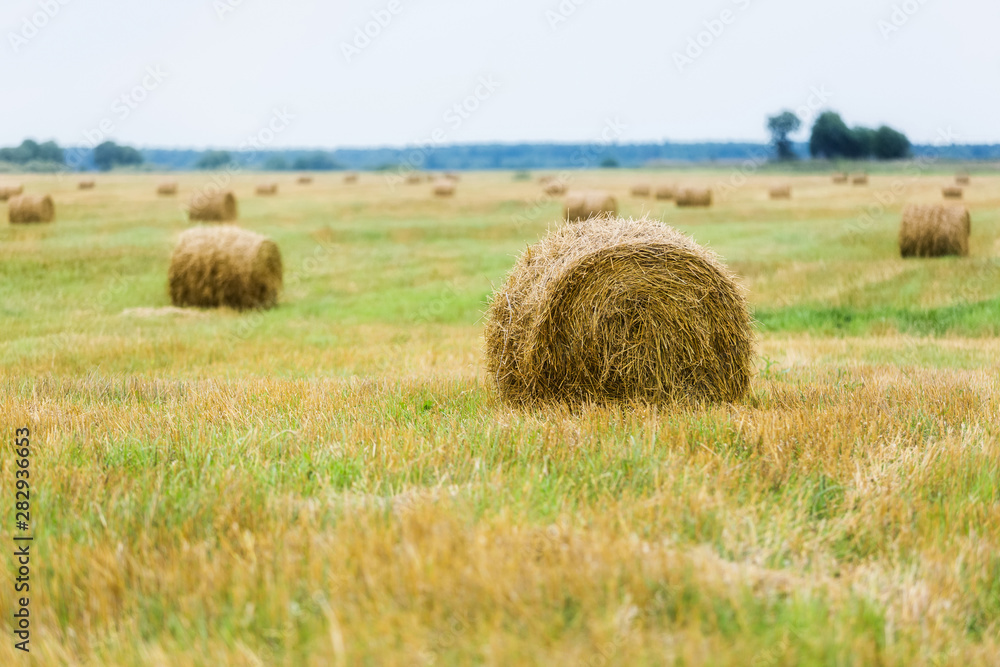 Golden fields with hay rolls, harvesting, agricultural landscape