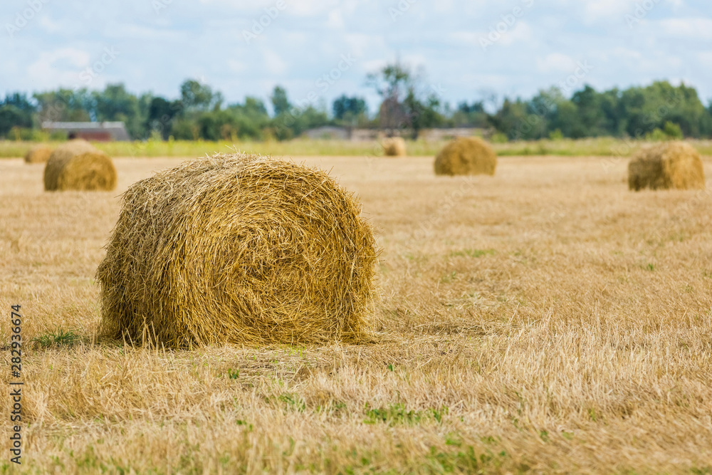Golden fields with hay rolls, harvesting, agricultural landscape