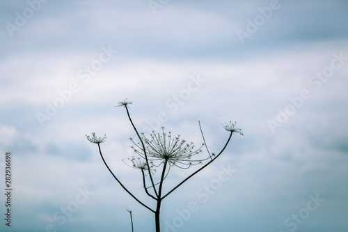Dry umbels of hogweed on a background of dramatic blue sky