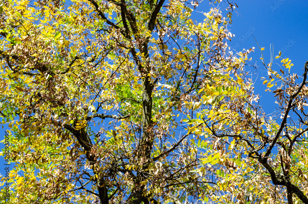 Fototapeta premium Old acacia in the fall