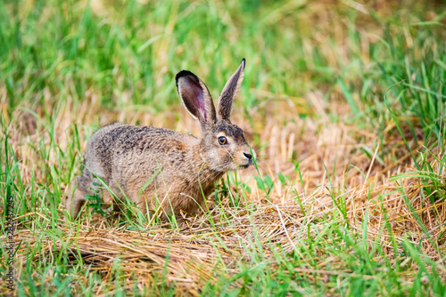 European hare or Lepus europaeus leaps in a meadow