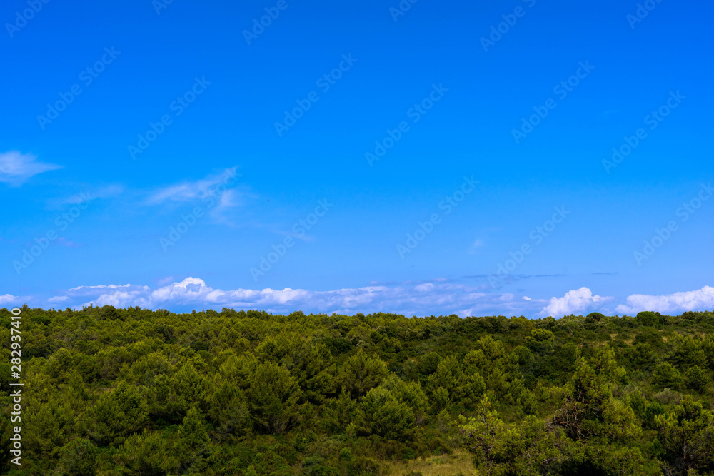 Obraz premium Trees and sky
