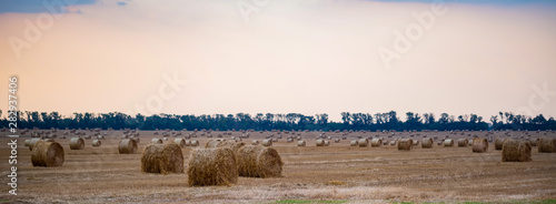 Panoramic view of big round haystacks on field in countryside