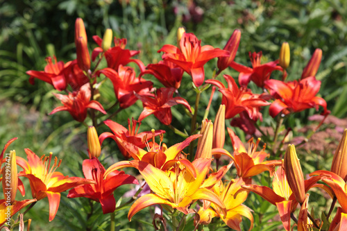 Bright multi-colored lilies in the garden on a sunny summer day.