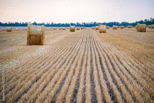 Big round haystacks on field in countryside photo