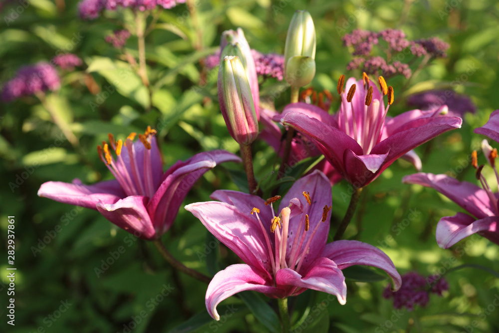 Lilac lilies in the garden on a sunny summer day.