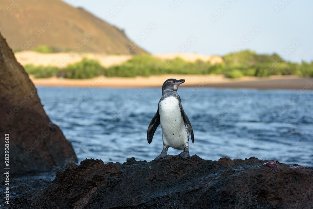 Naklejka premium A Galapagos penguin on a rock in Santiago Island, Galapagos Island, Ecuador, South America.
