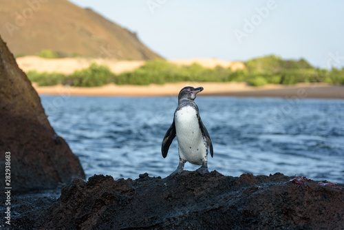 A Galapagos penguin on a rock in Santiago Island  Galapagos Island  Ecuador  South America.