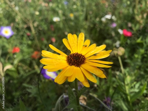 bee on flower