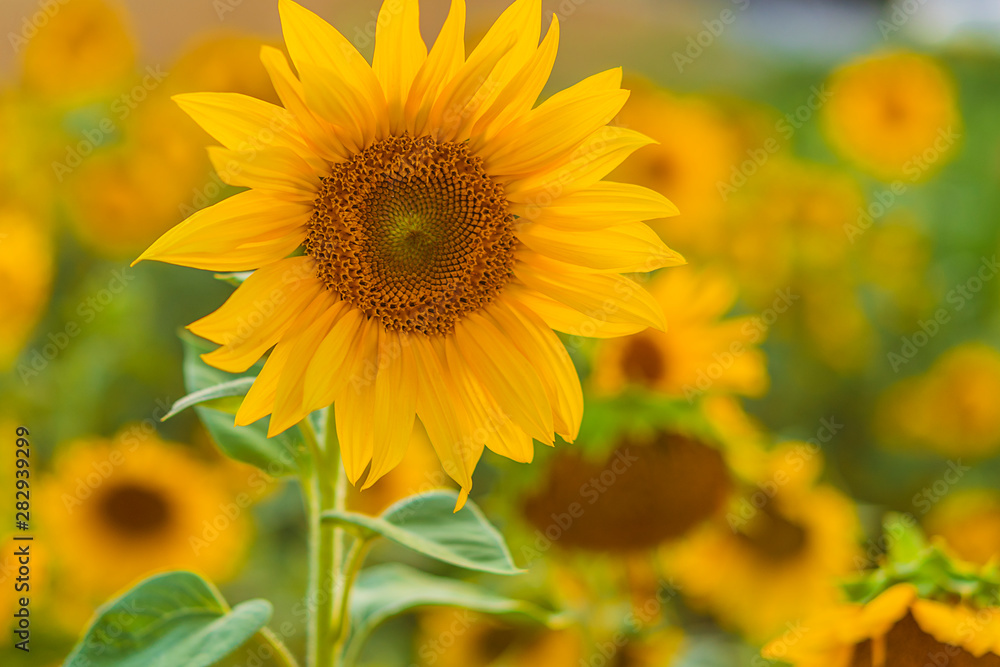 Sonnenblume, Sonnenblumenfeld Sonnenblume, Sonnenblumenfeld