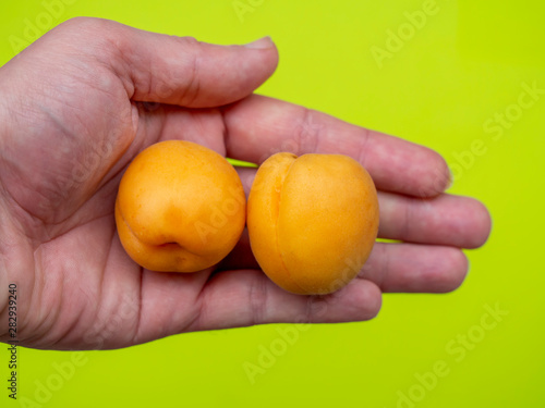 Two fresh apricot in the hand, harvesting from tree now