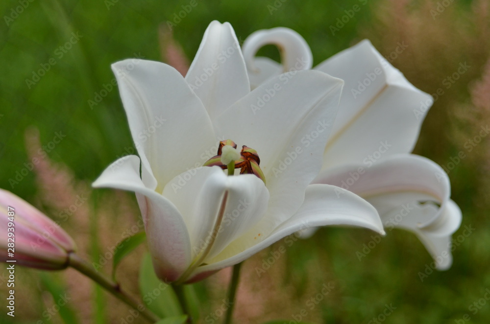Fototapeta premium White Lily