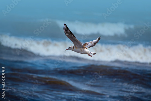 Single seagull flying with with sea as a background © britaseifert