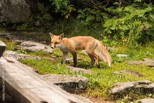 young fox. wild animal photo