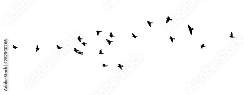 A flock of flying birds. Vector illustration © Мария Неноглядова