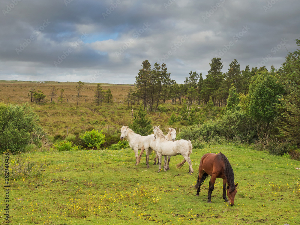 Obraz premium Four horses in a pasture, Three white and one brown. Warm sunny day, Cloudy sky, Rural landscape.