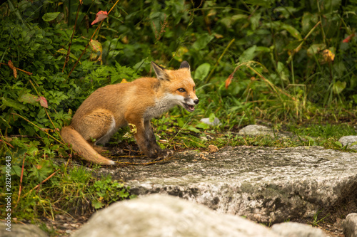 Fototapeta Naklejka Na Ścianę i Meble -  young fox. wild animal photo