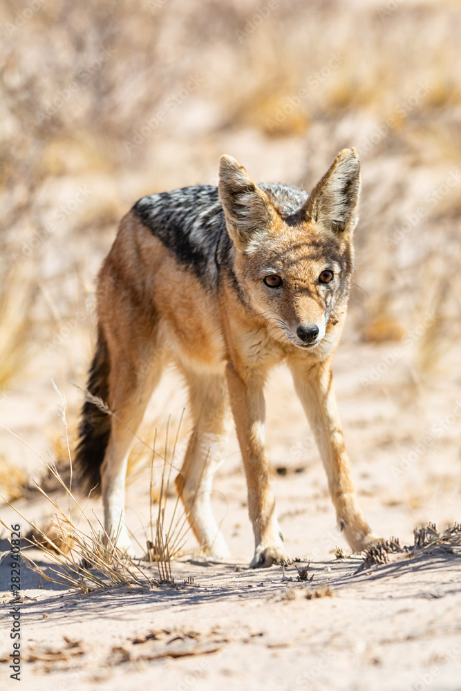 Obraz premium Black-backed Jackal