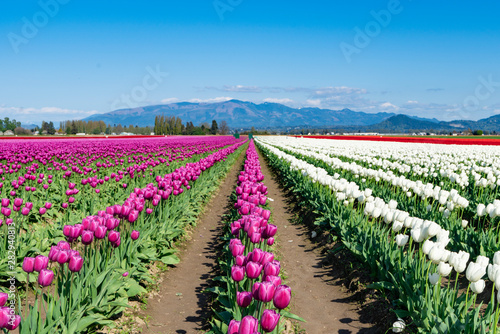 Bright pink and white tulip rows. 