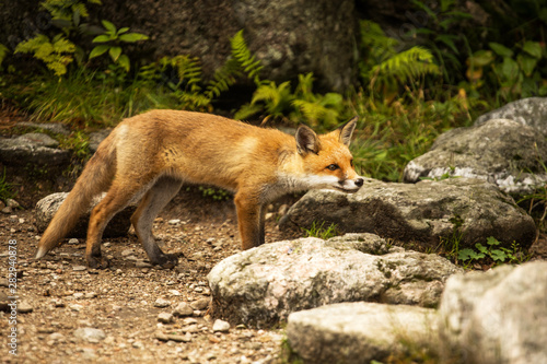 young fox. wild animal photo © marcinm111