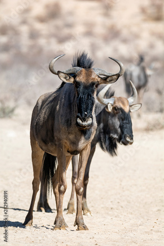 Fototapeta kuchenna Blue Wildebeest