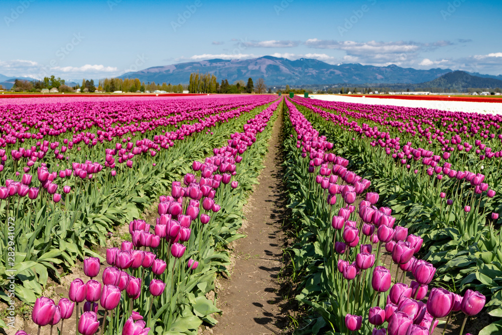 Purple tulip field landscape with blue sky.