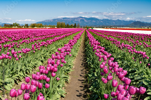 Purple tulip field landscape with blue sky.