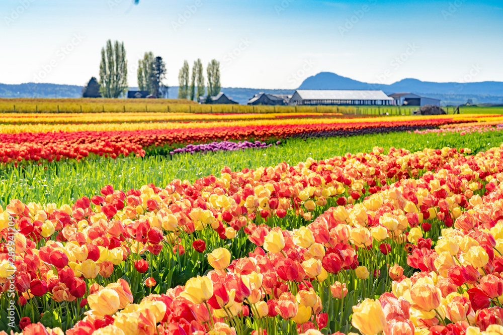 Yellow, red, purple, orange, multi-color tulip field.