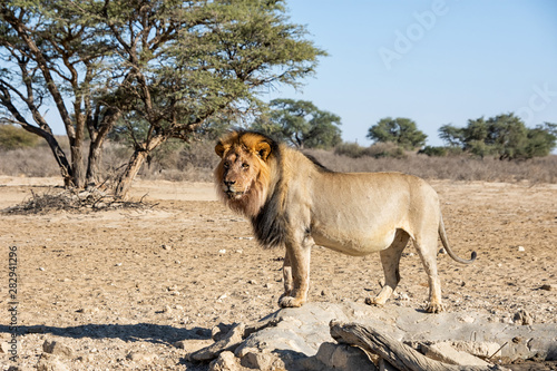Male kalahari Lion